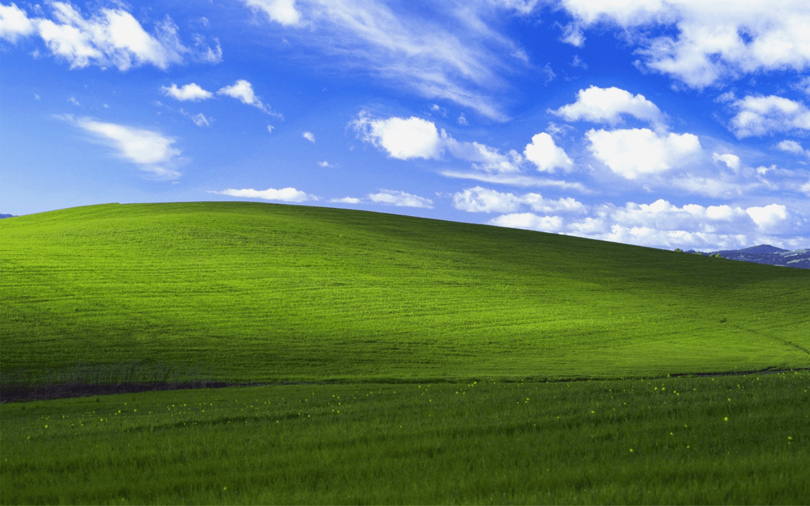 Windows XP'nin ikonik yeşil çimen arka plan resmi.